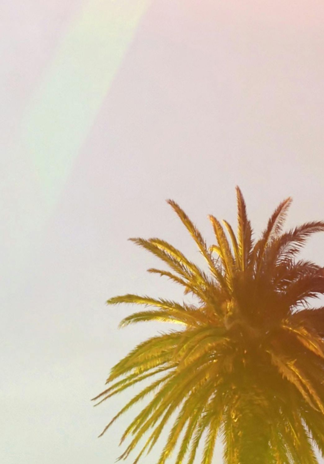 Palm tree